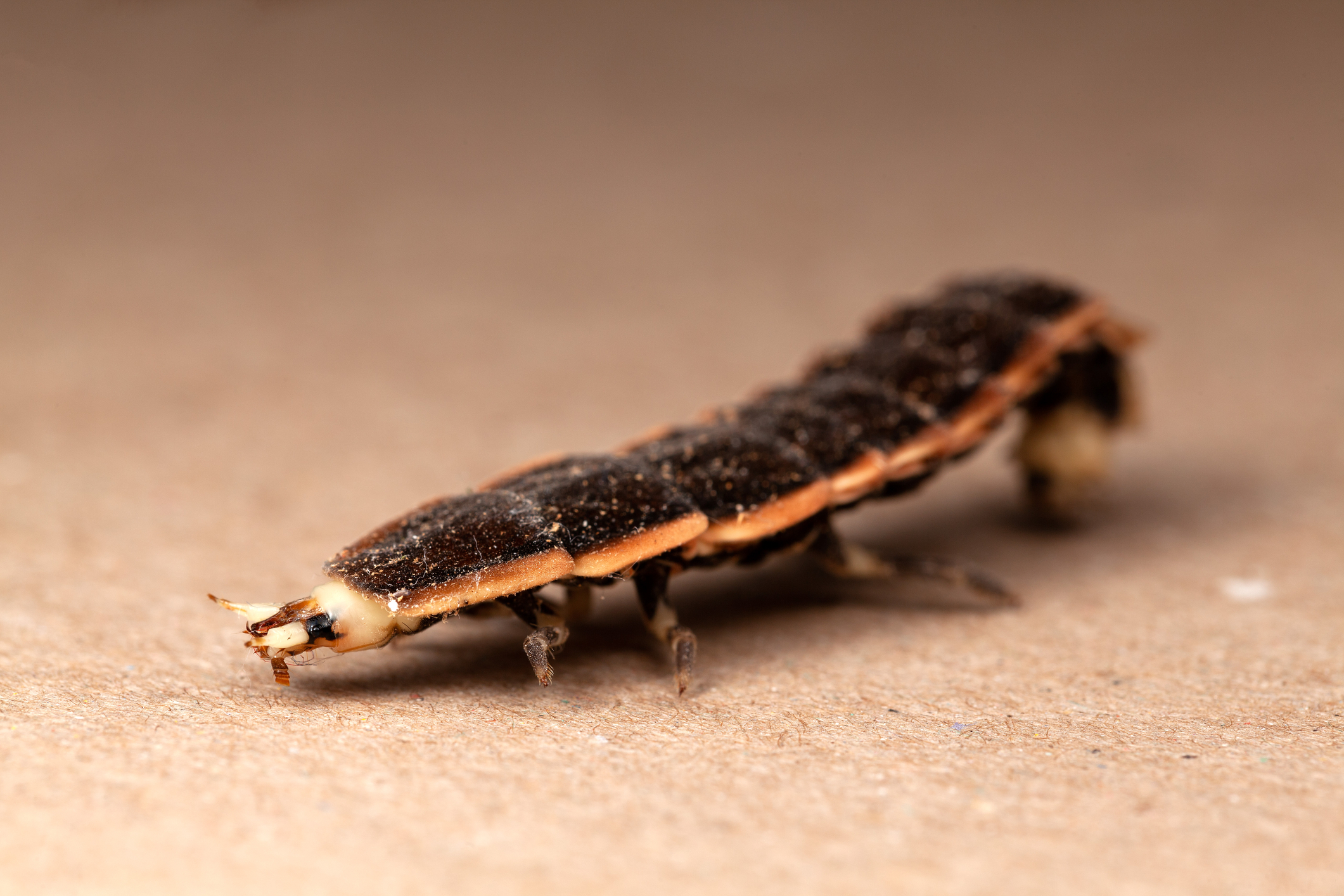 Firefly Larvae