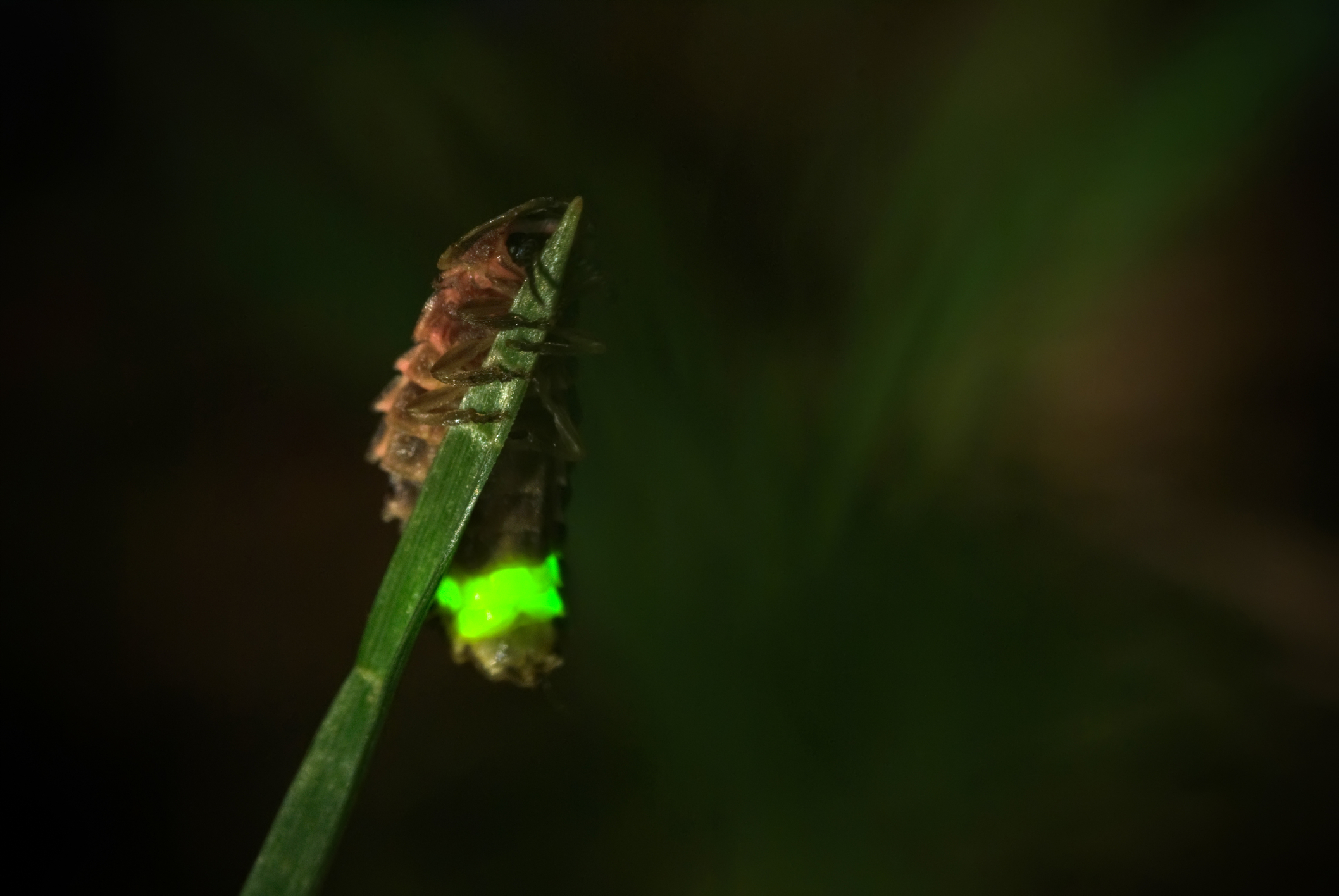 Glowworm
