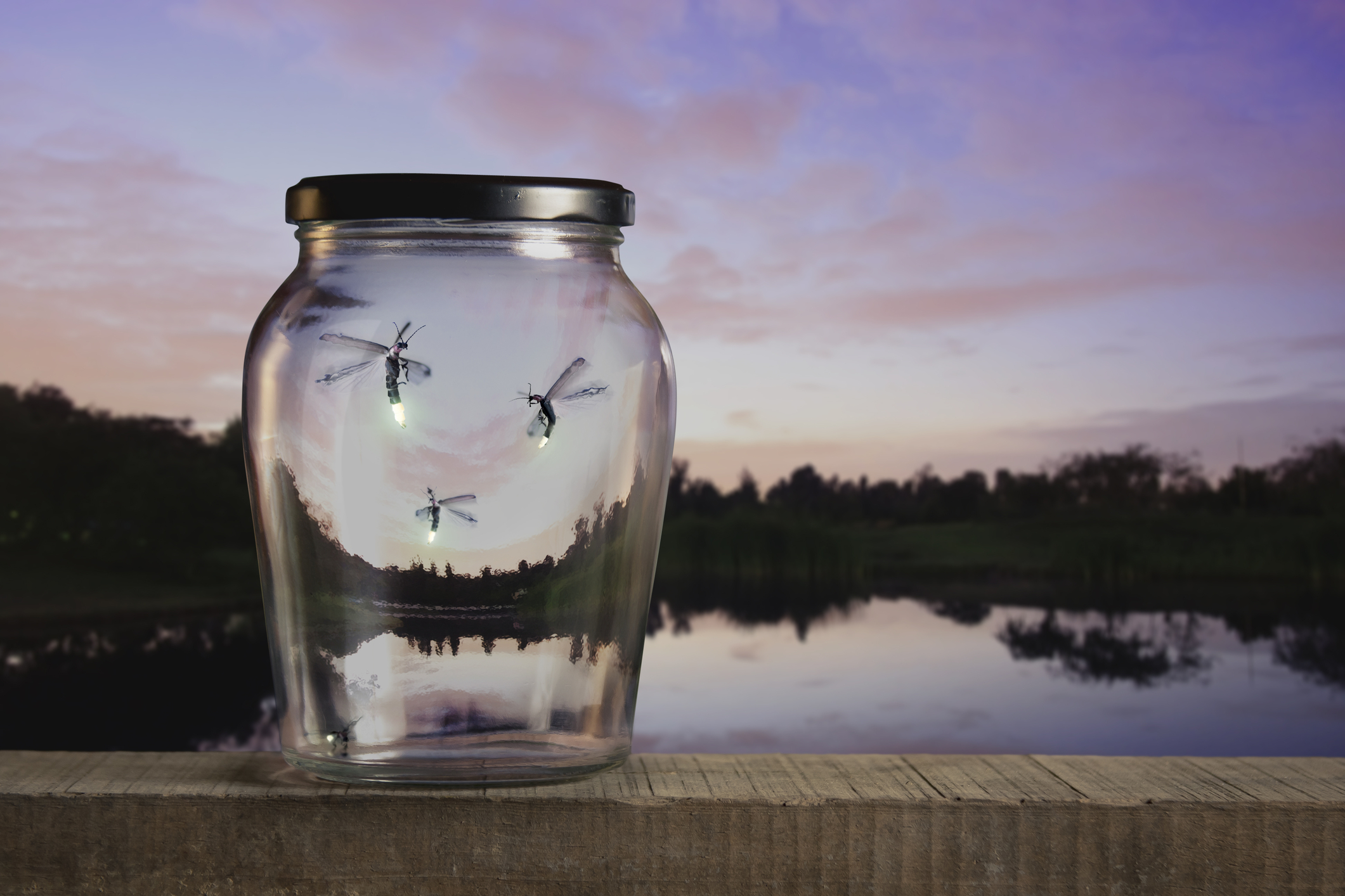 Firefly Lantern