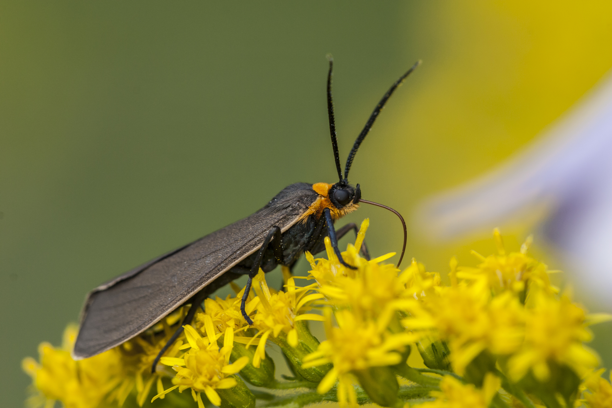 Feeding Firefly