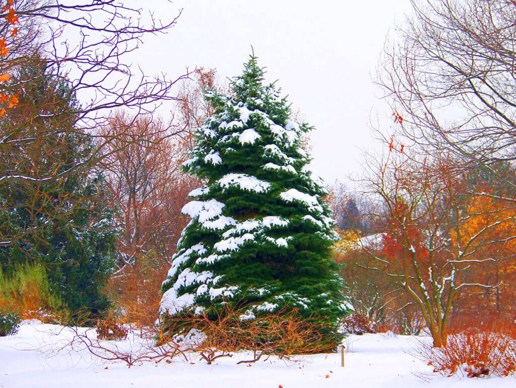 pyramidal shaped tree