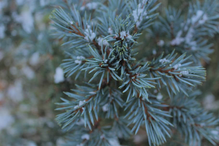 blue color tree