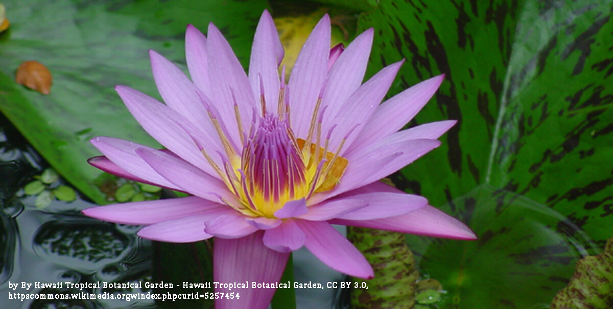 beautiful purple flower