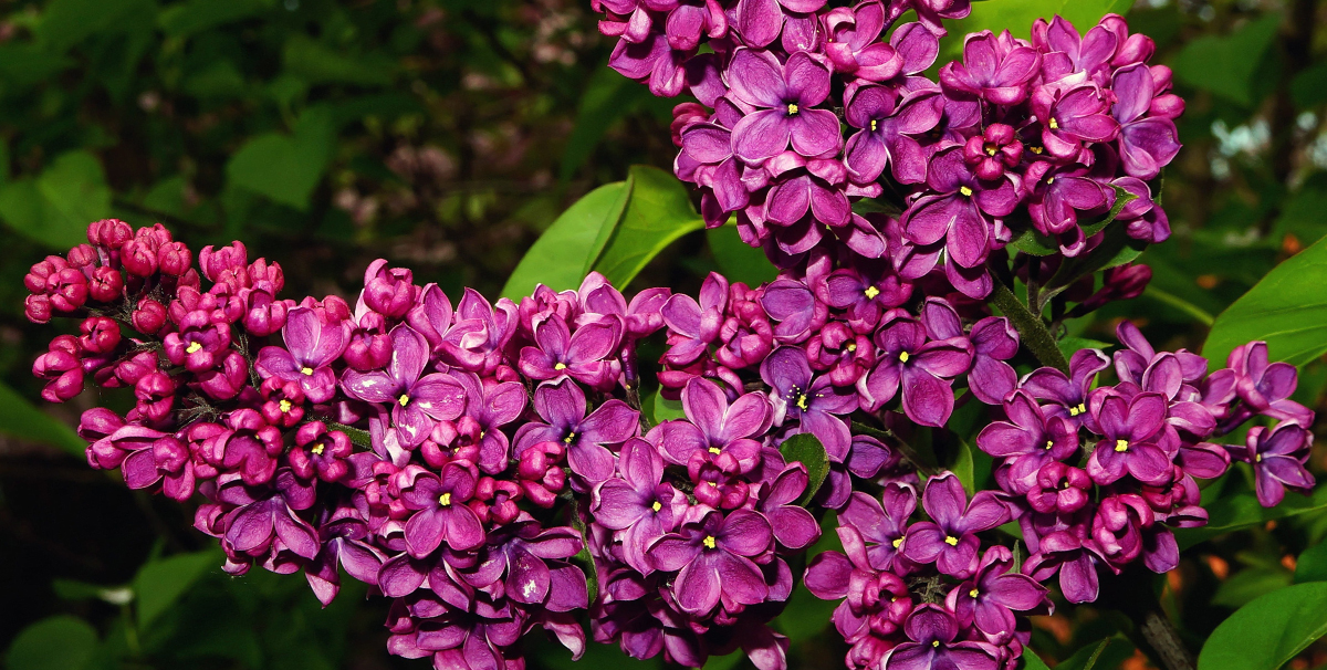 Lilac -- The Queen of the Spring Garden - Blog - Embassy Landscape Group