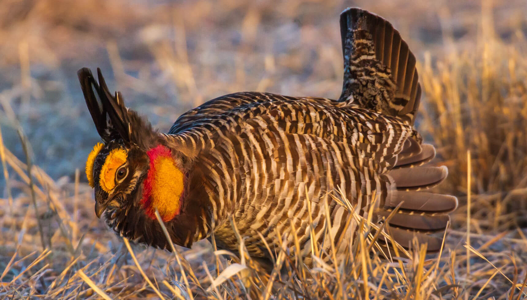 Greater Prairie Chicken