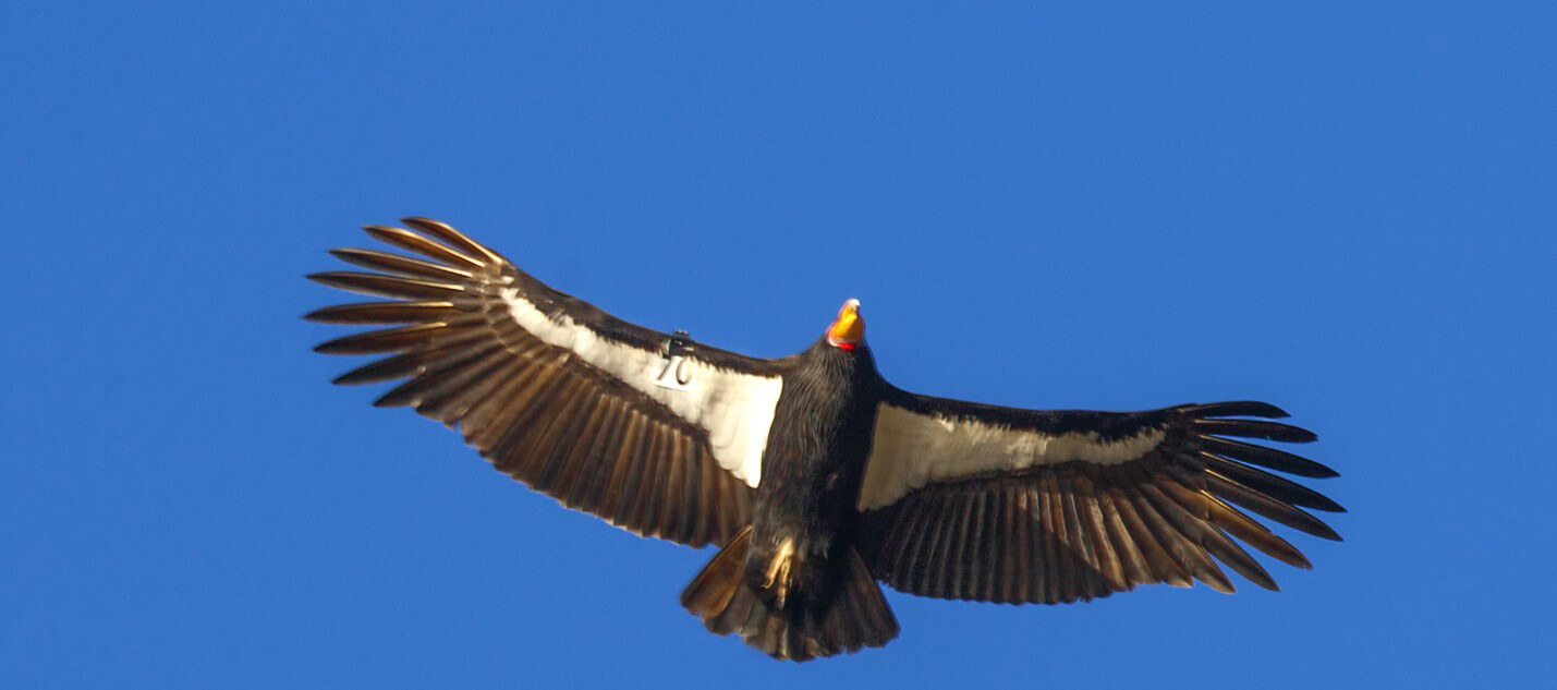 California Condor