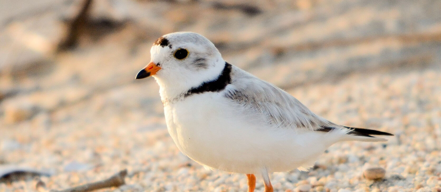 Piping Plover