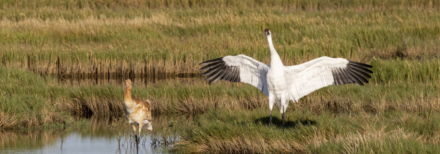 Whooping Crane