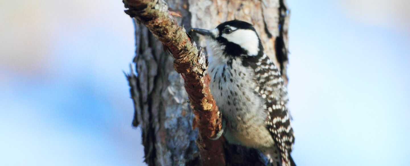 Red-cockaded Woodpecker