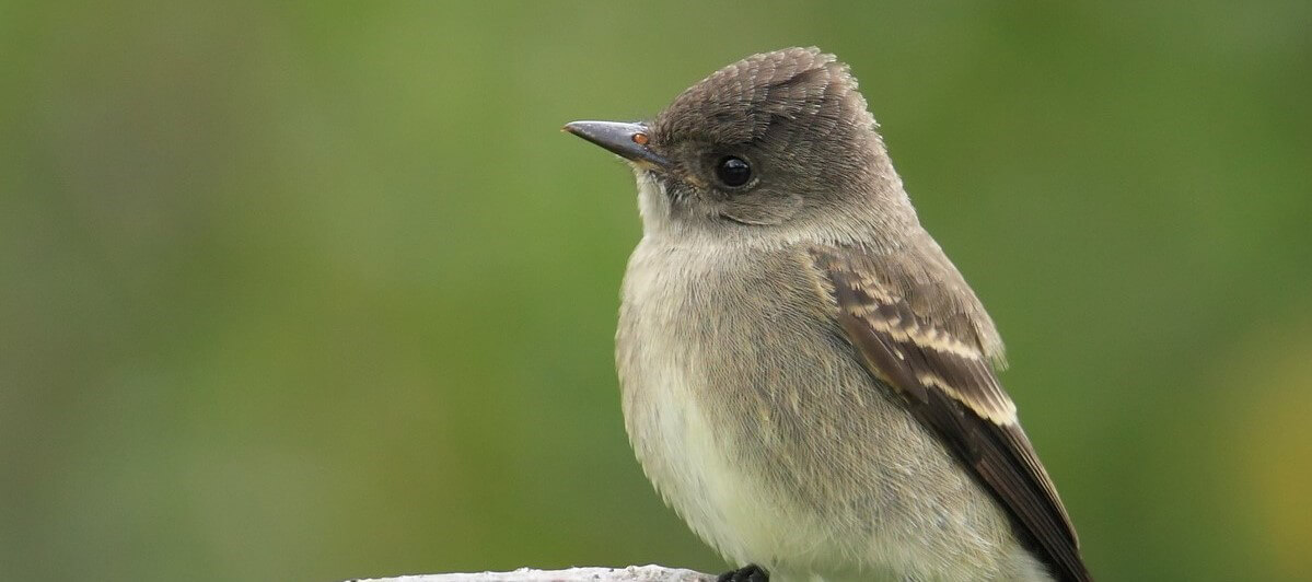 Willow Flycatcher