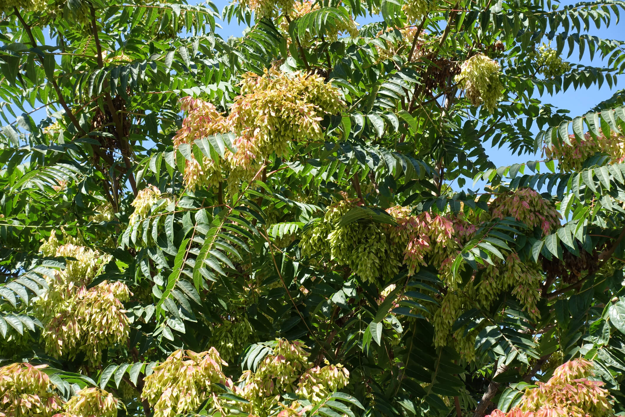 Tree of Heaven