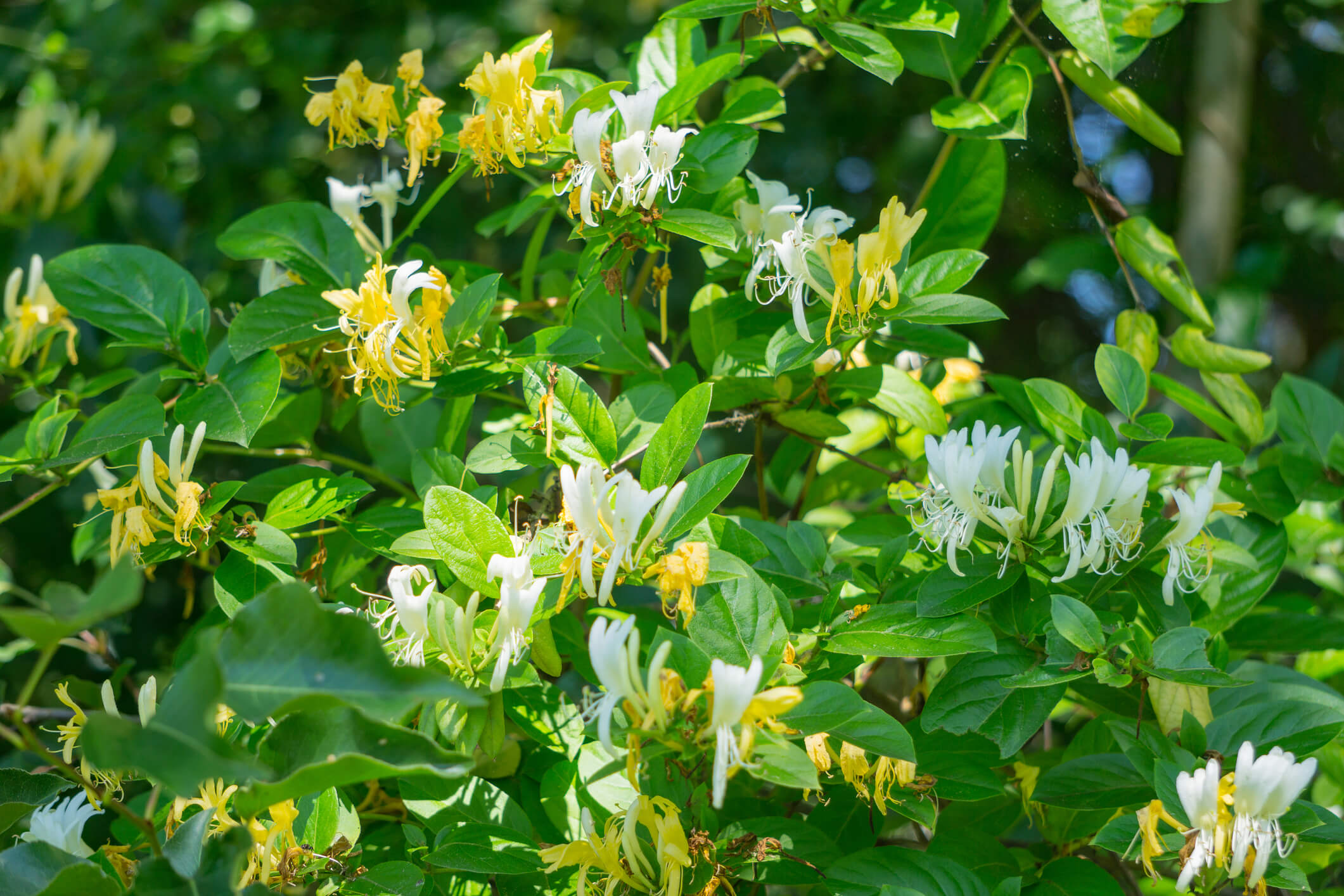 Japanese Honeysuckle