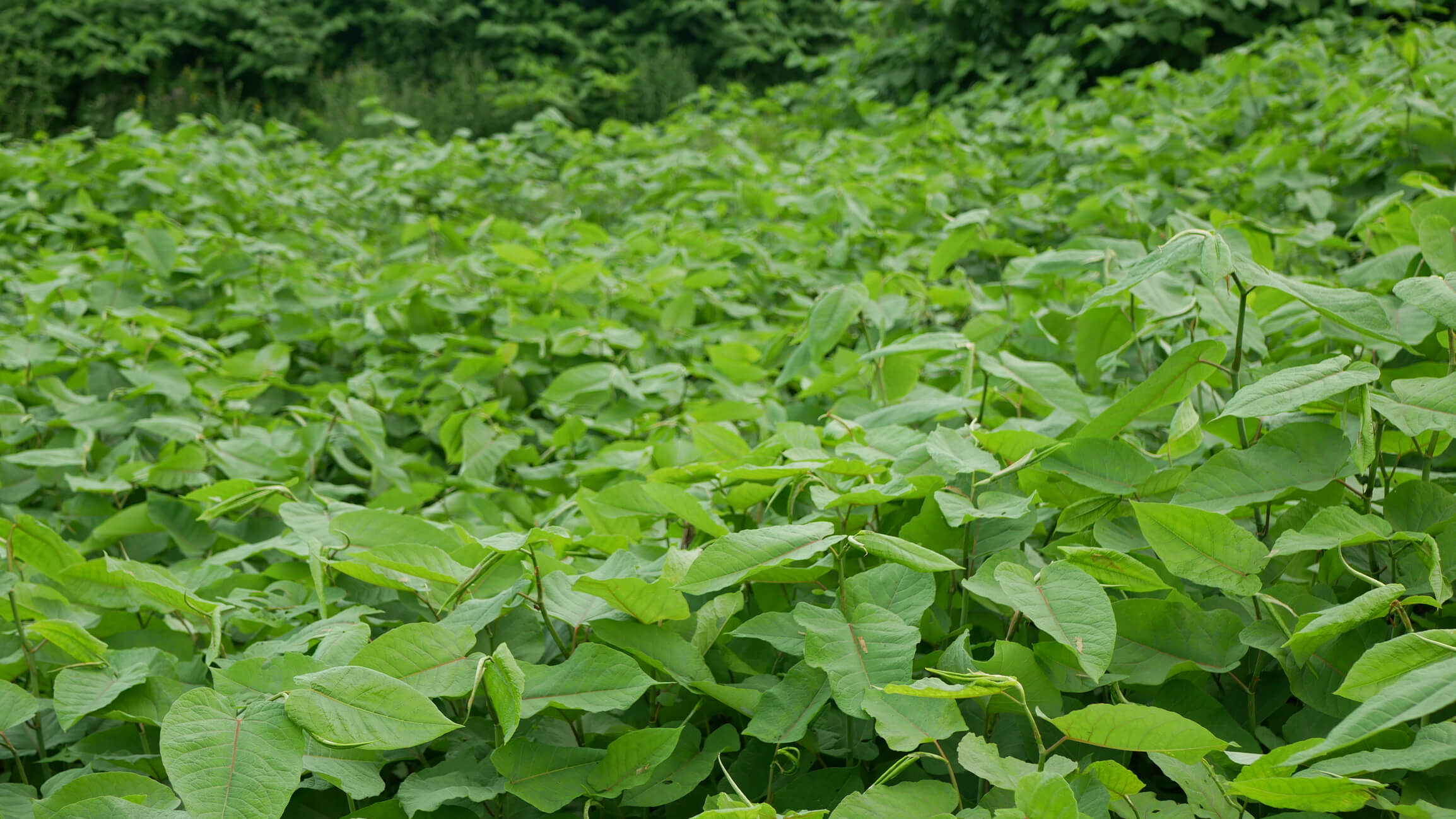 Knotweed