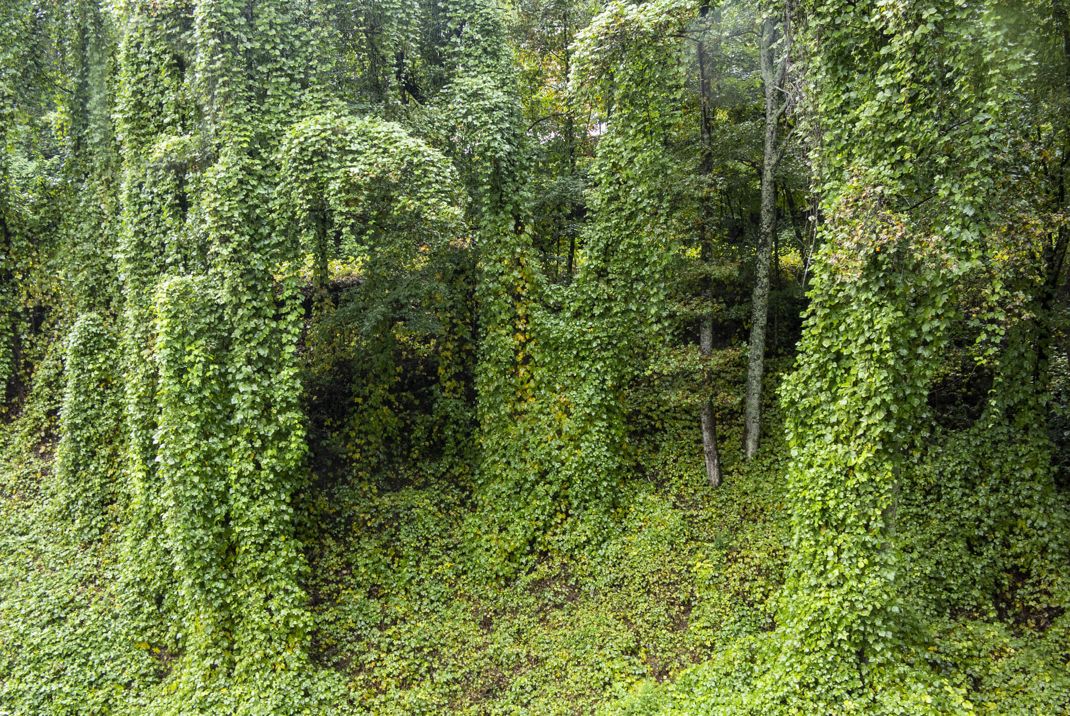 Kudzu Vine