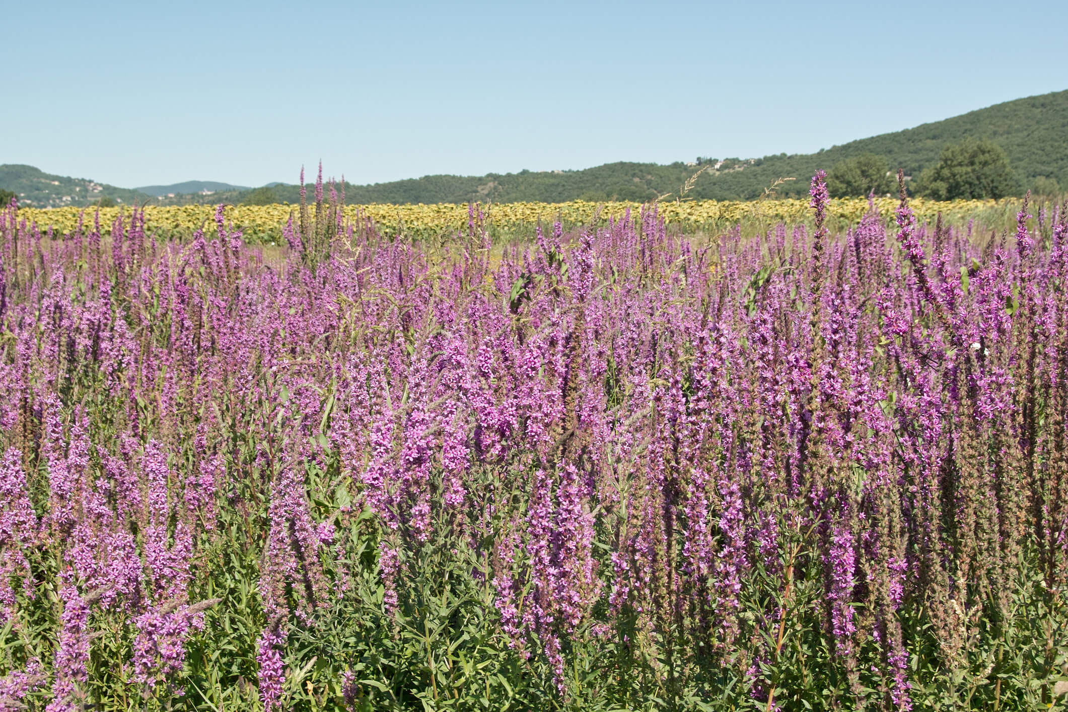 Purple Loosestrife