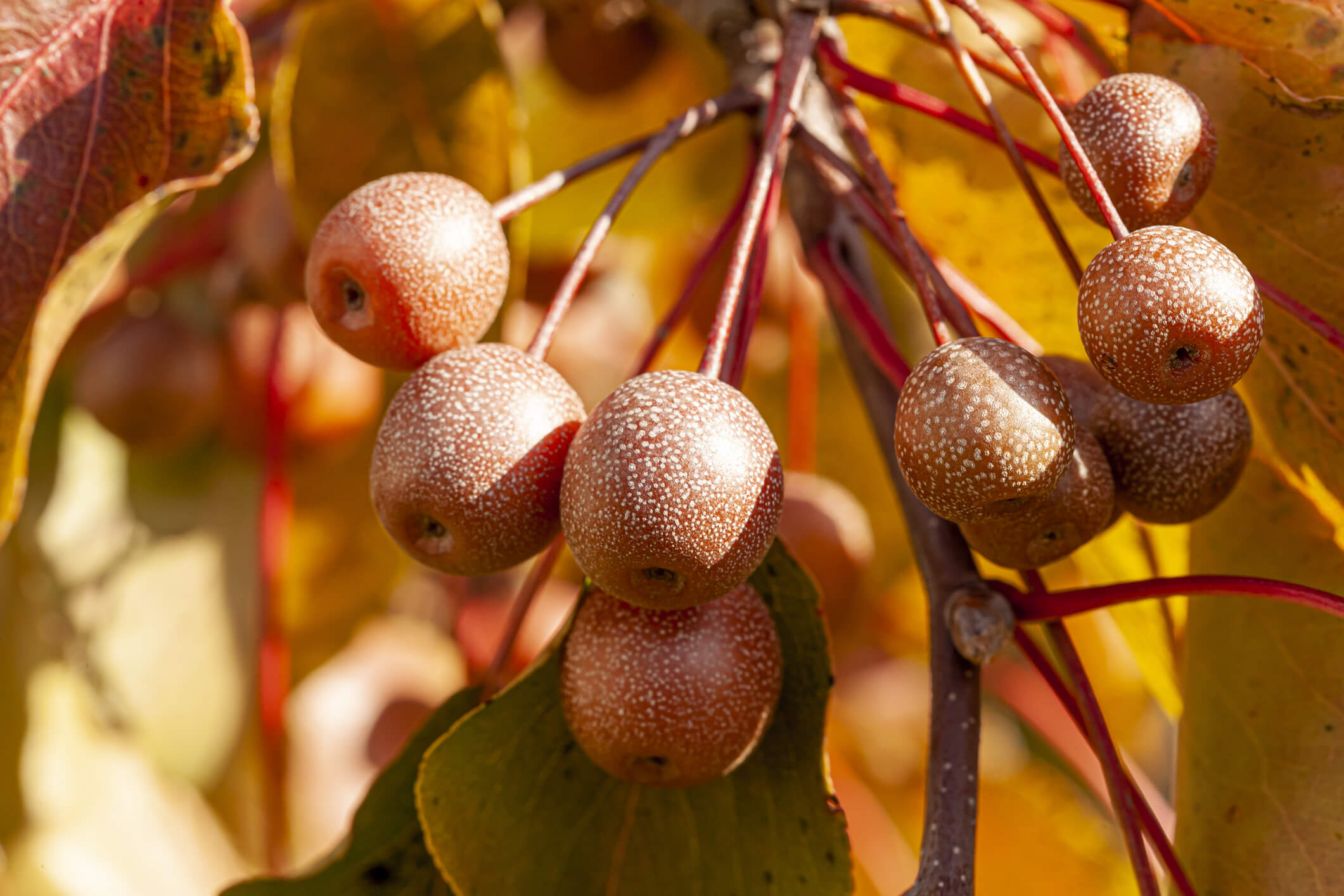 Bradford Pear seeds