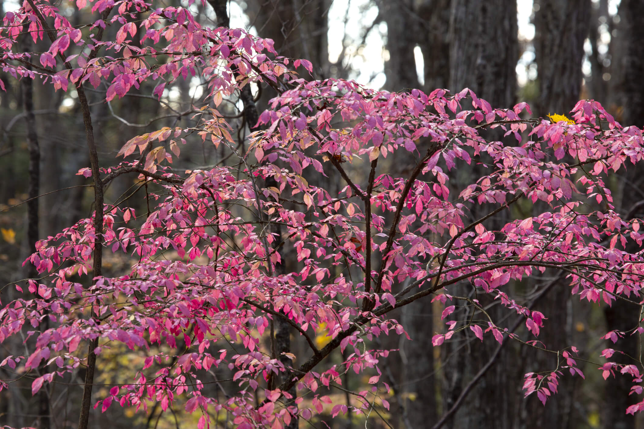 Burning Bush