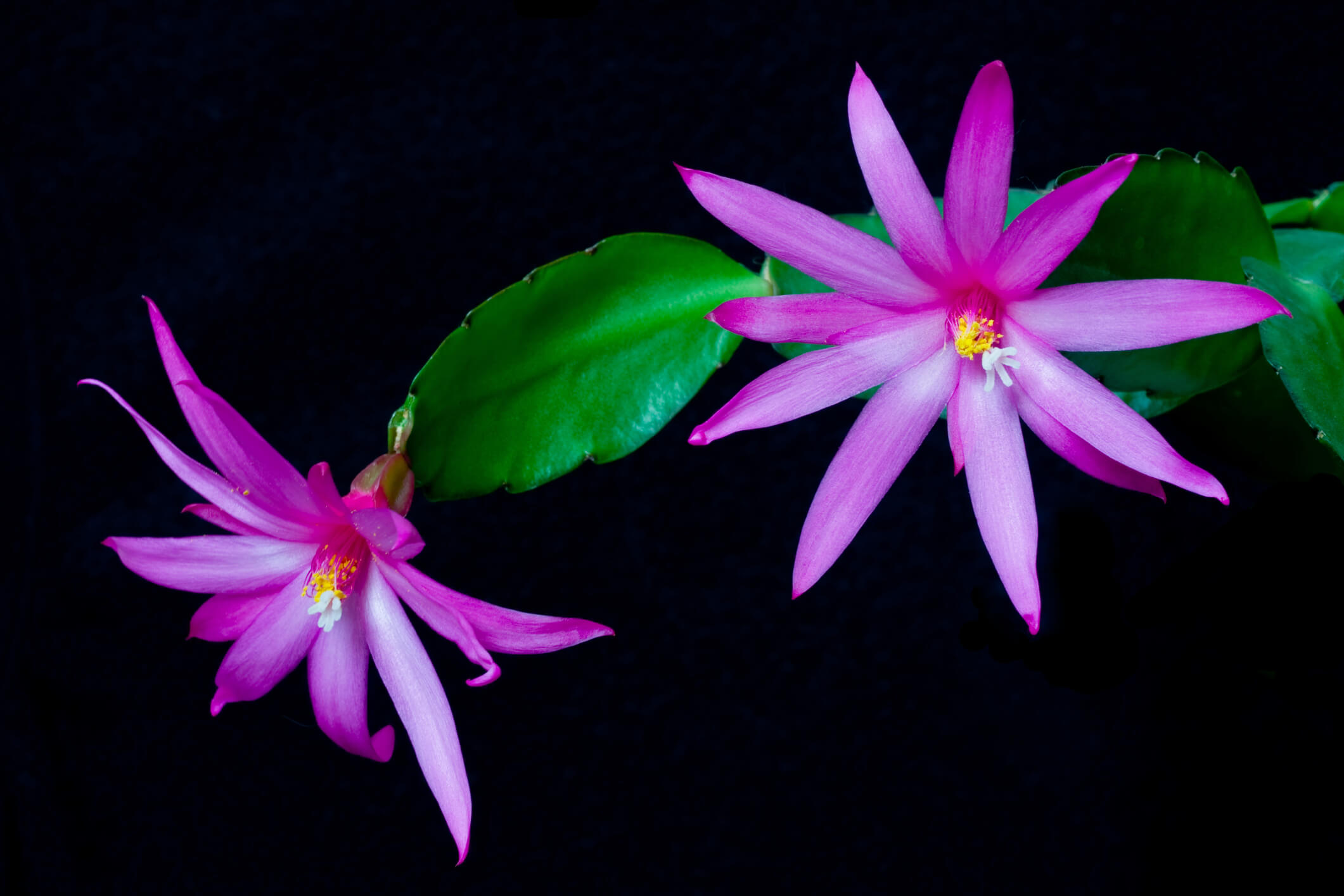 EASTER CACTUS