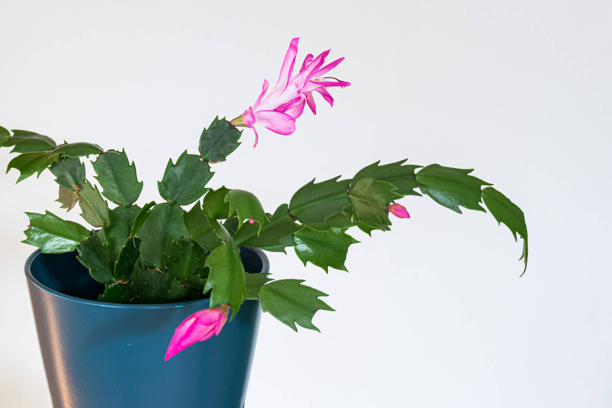 THANKSGIVING CACTUS