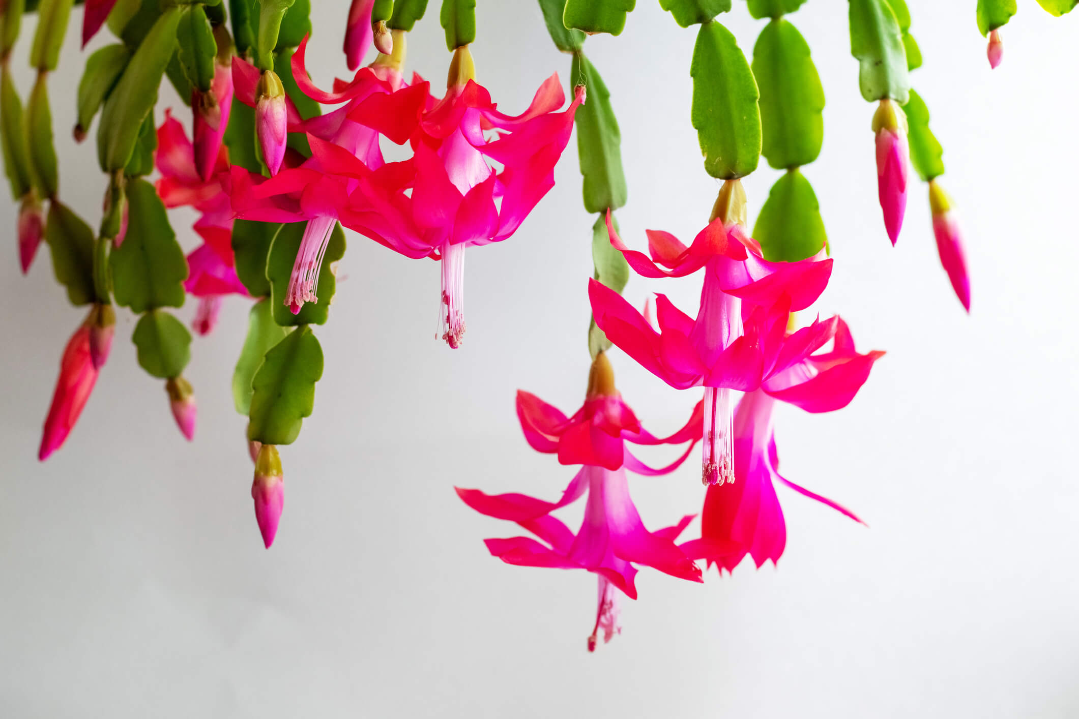 CHRISTMAS CACTUS