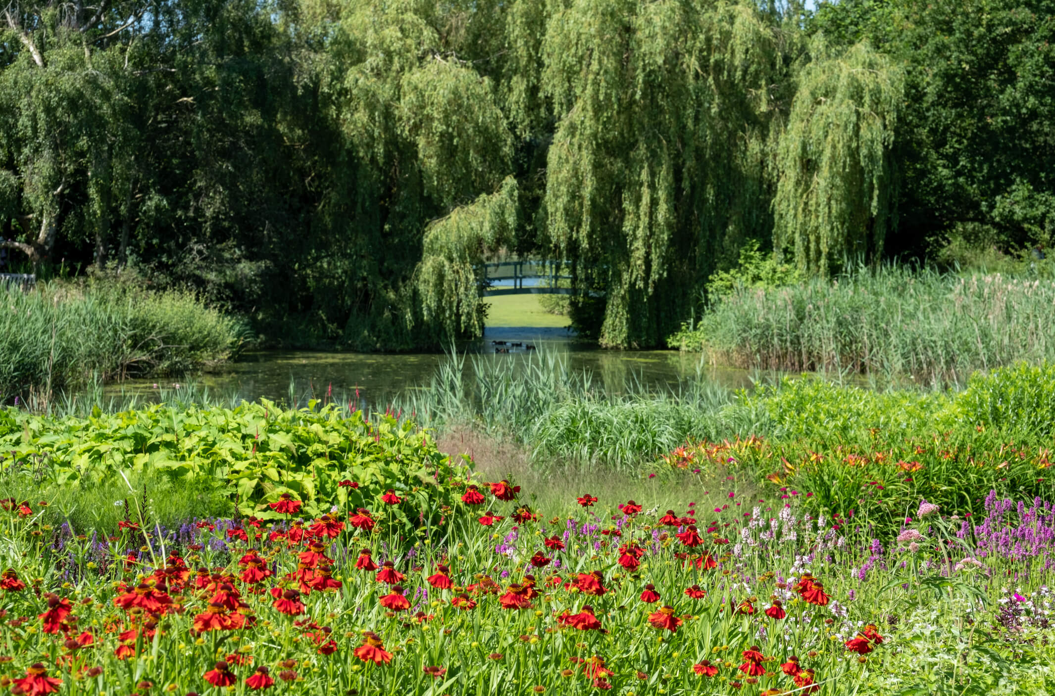 Millennium Garden at Pensthorpe Natural Park Norfolk, UK