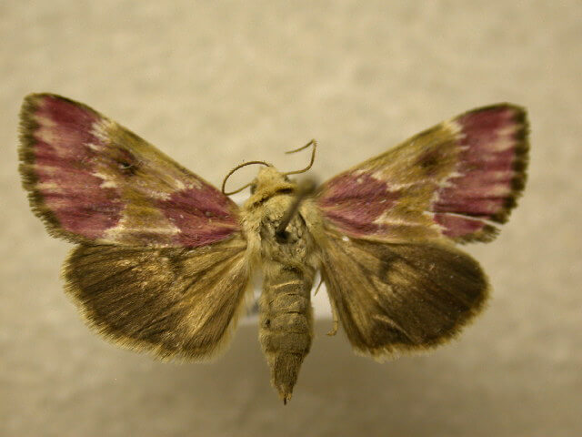 Host Plant For The Schinia regina Moth