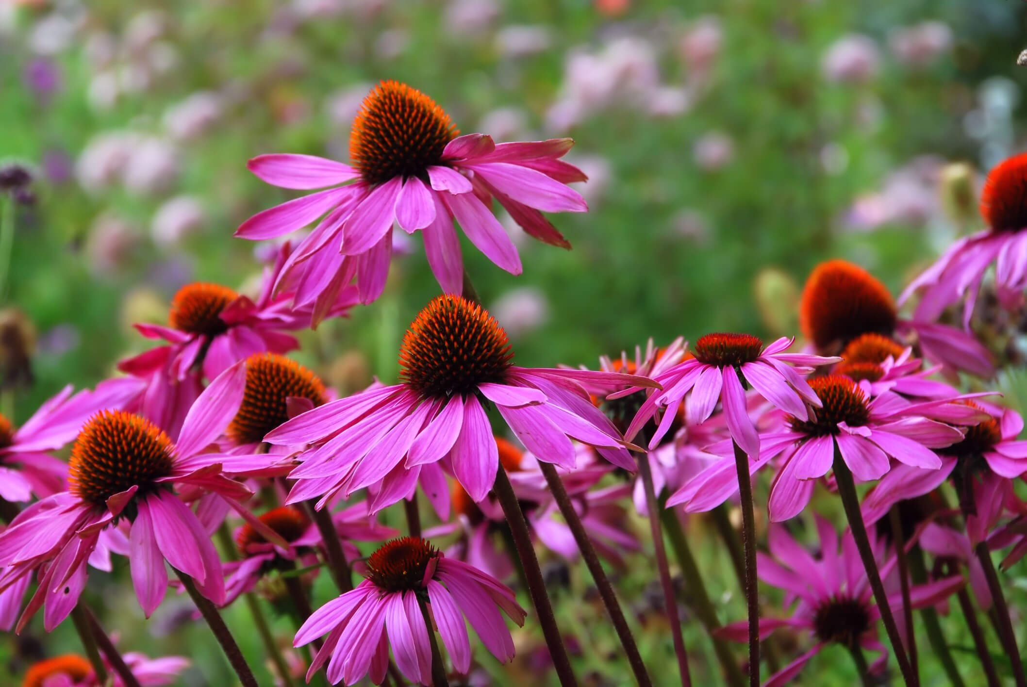 New England Asters  Are Companion Plants