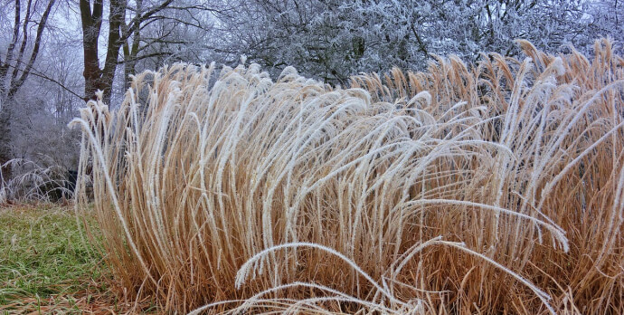 Winter is an enigma for new gardeners; what needs to be done and what needs to be left until spring?