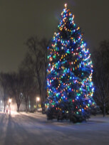 To help you in your quest for the perfect Christmas tree, we've put together a short slide show featuring some of this year's options.