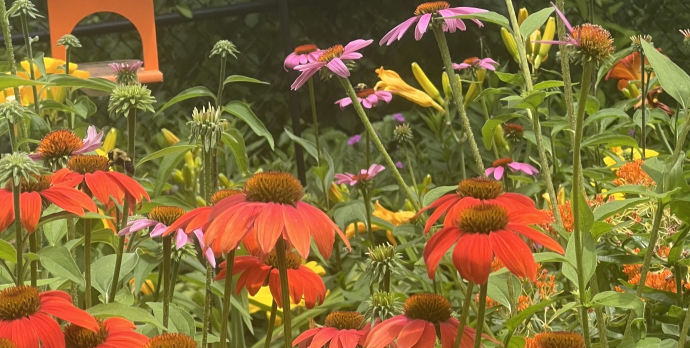 Changing weather patterns over the past few years have made late summer gardening even more difficult.  