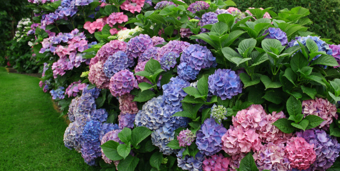 We here in the United States tend to gravitate towards seven distinct species of hydrangeas and their cultivars.
