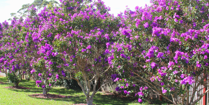 The benefits of adding flowering shrubs to your landscape go far beyond aesthetics though.