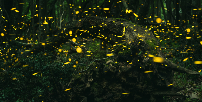 Like many areas across the country, our night skies are no longer filled with these well-loved creatures, fireflies.