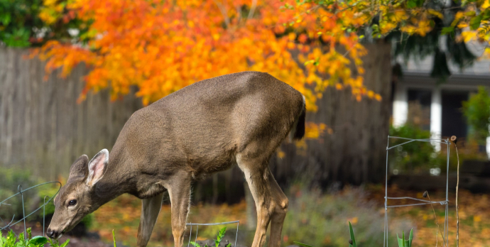 Researchers believe that there are currently over 35 million deer, with suburban areas beginning to have more deer per square mile than unpopulated rural areas.