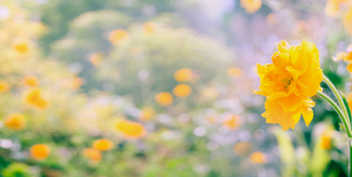 How to satisfy a client’s desire for yellow flowers without attracting bees and wasps.