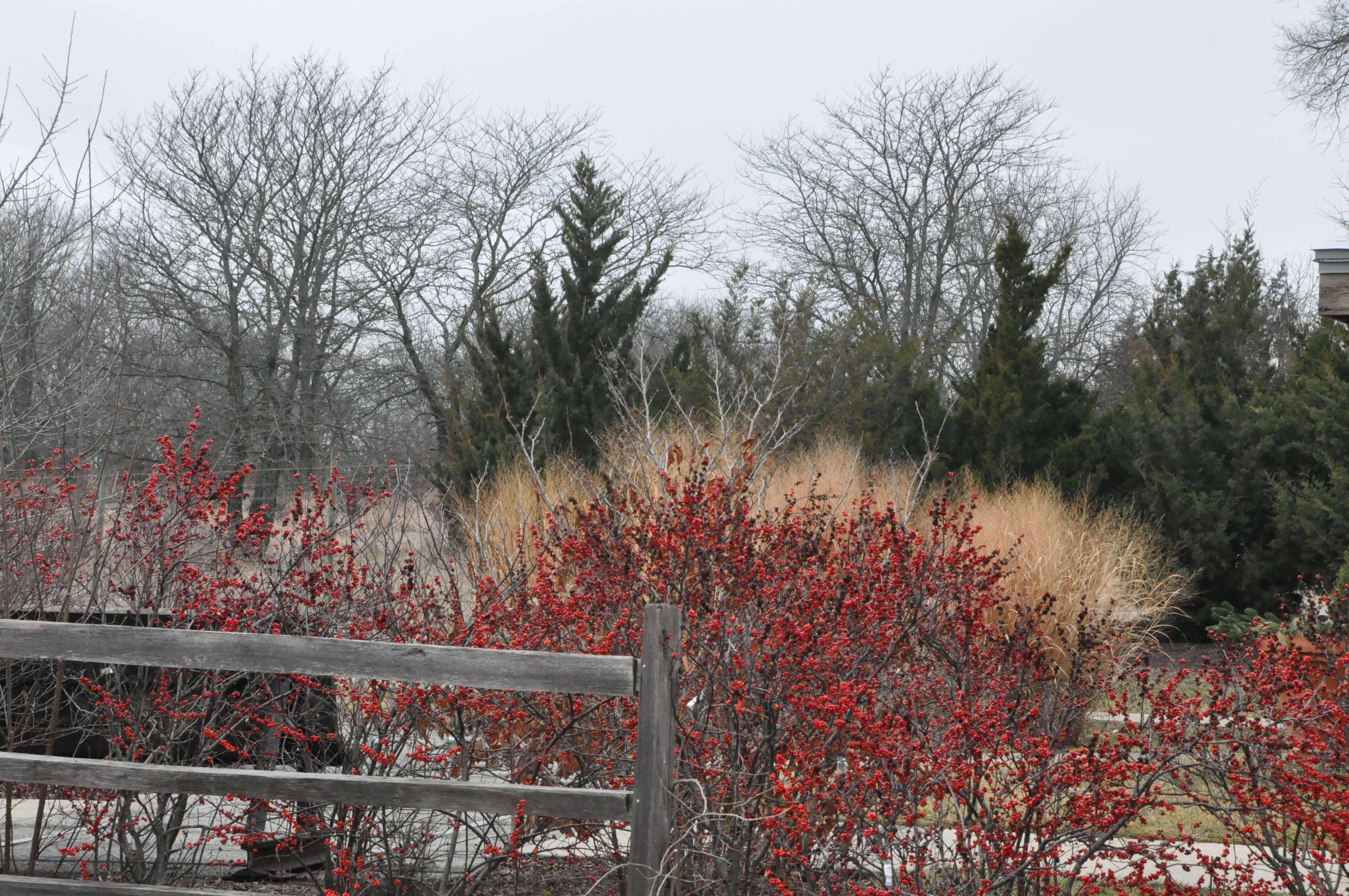 pop of color in winter garden