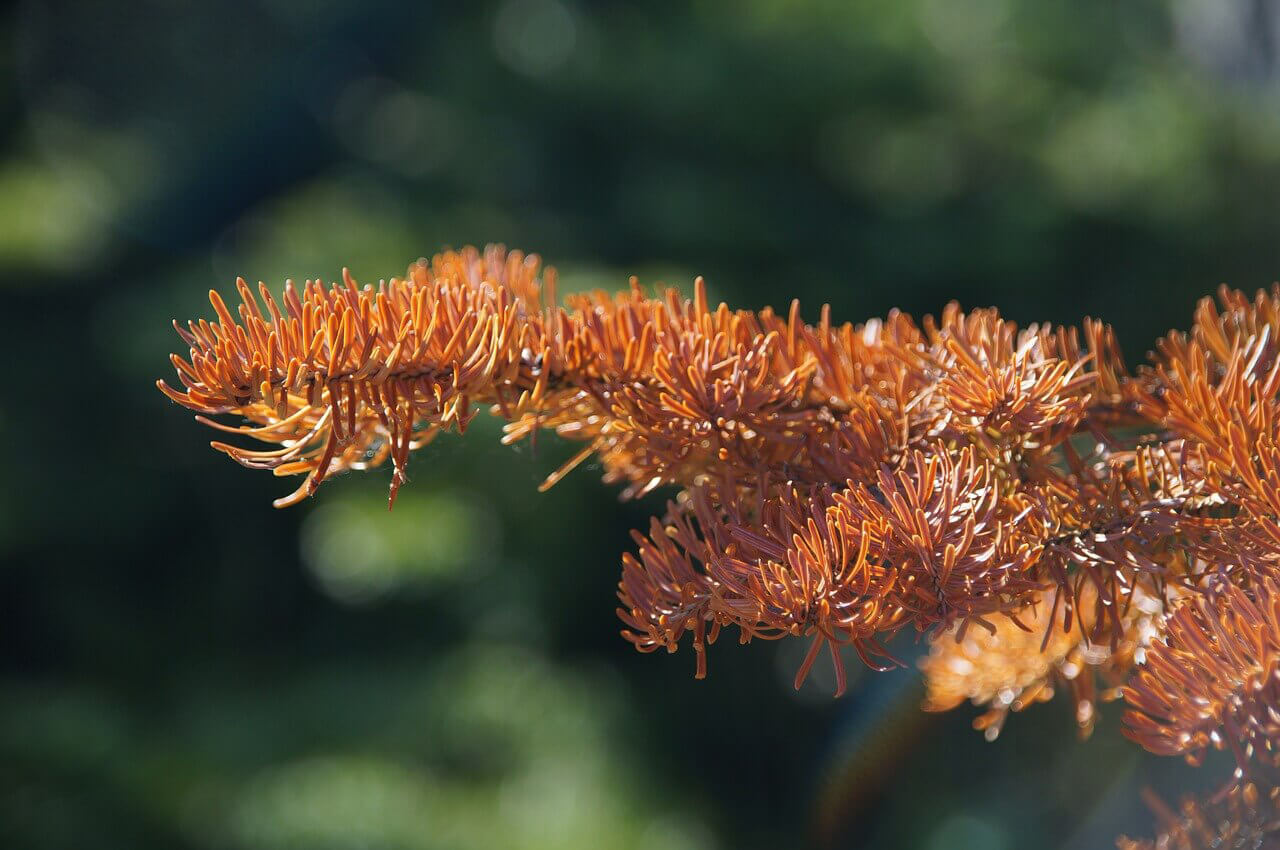 dead fir branch