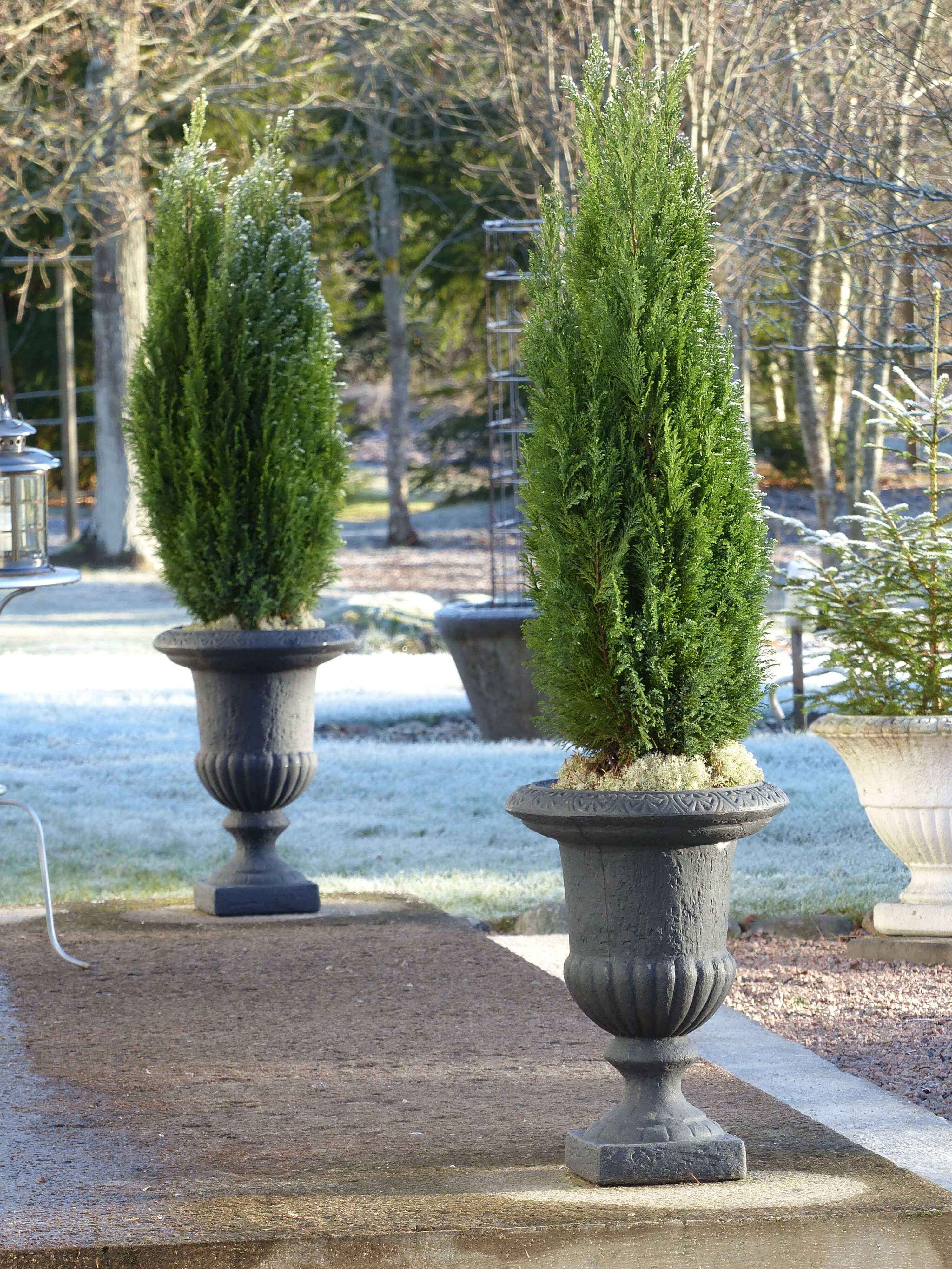 container planting