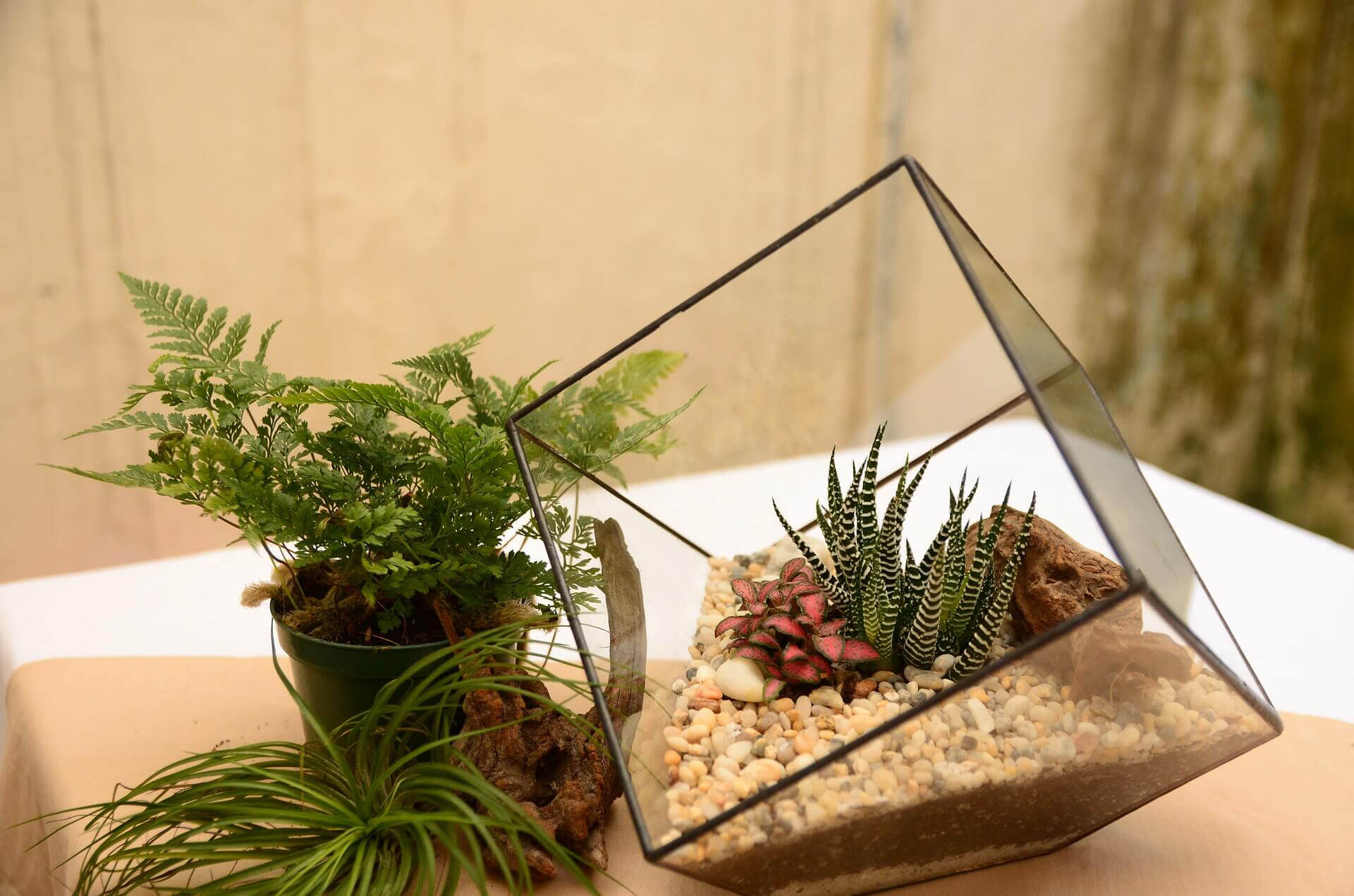 terrarium