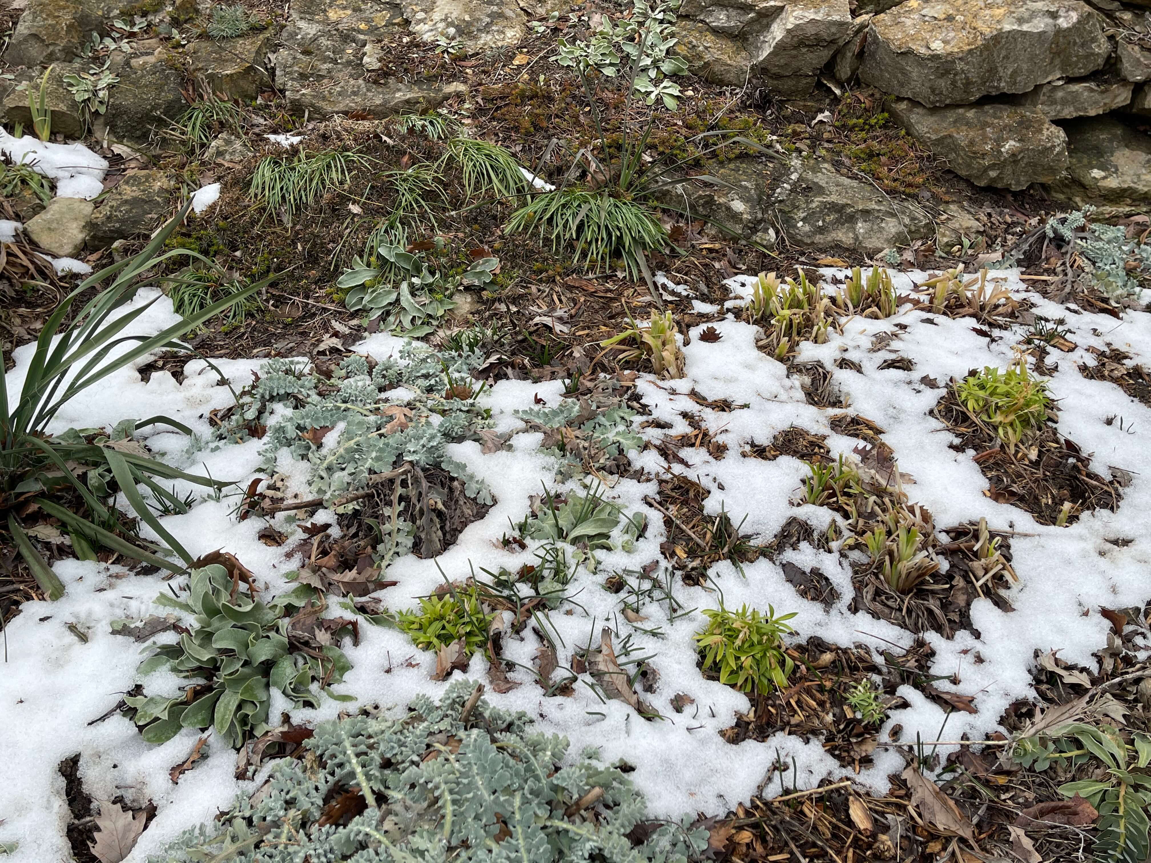 perennial bed in winter