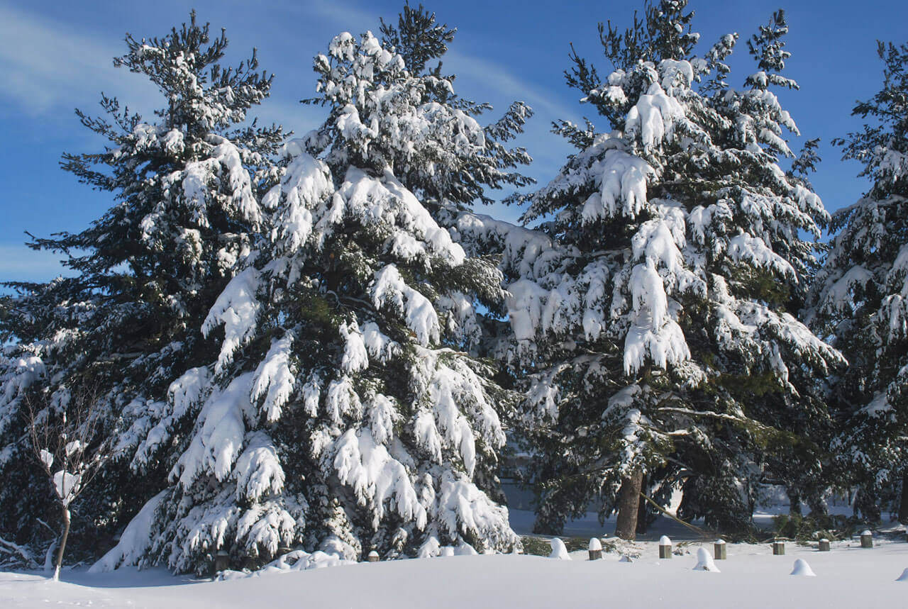 evergreens with heavy snow