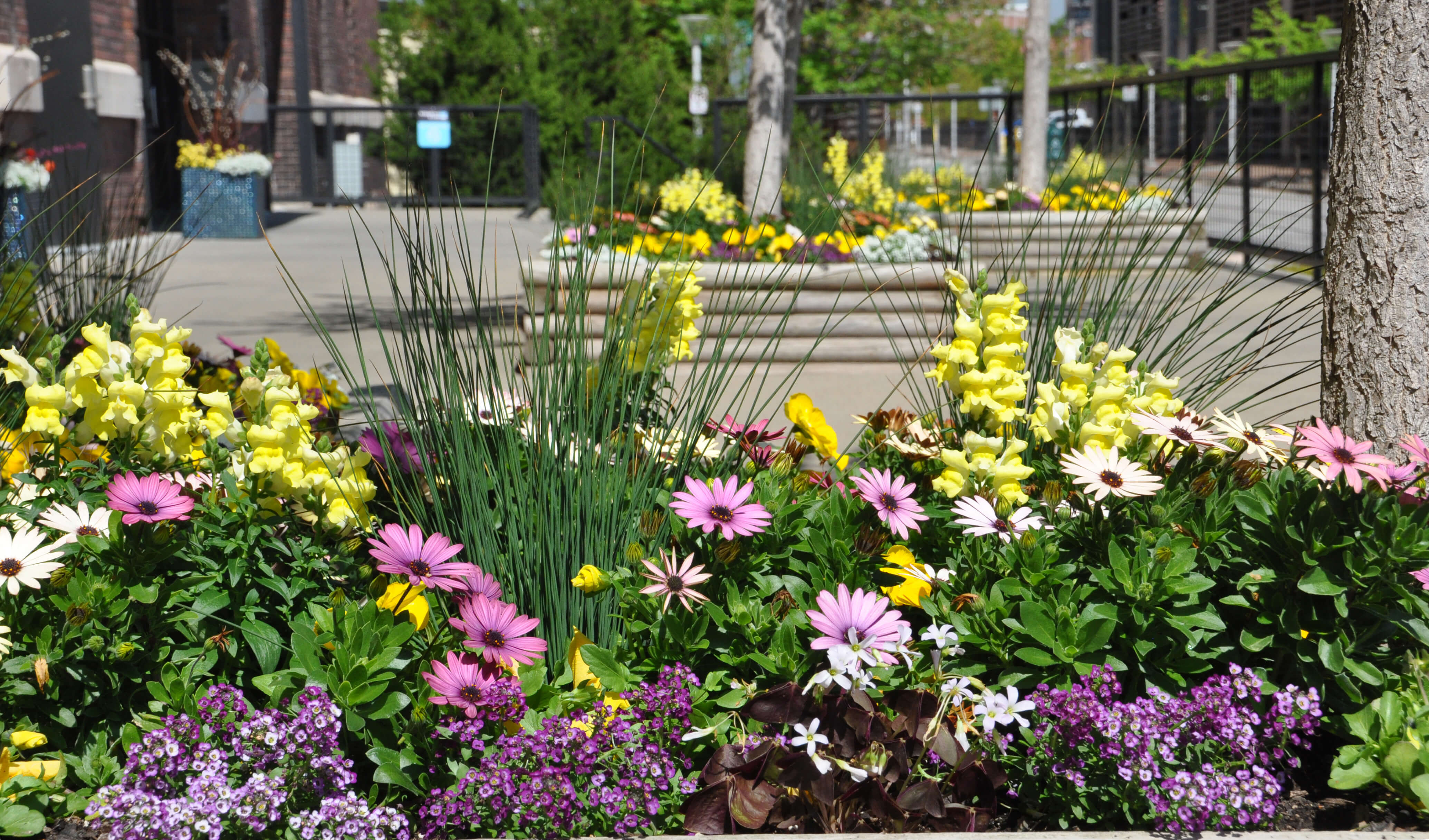 spring planting by Jo Ann