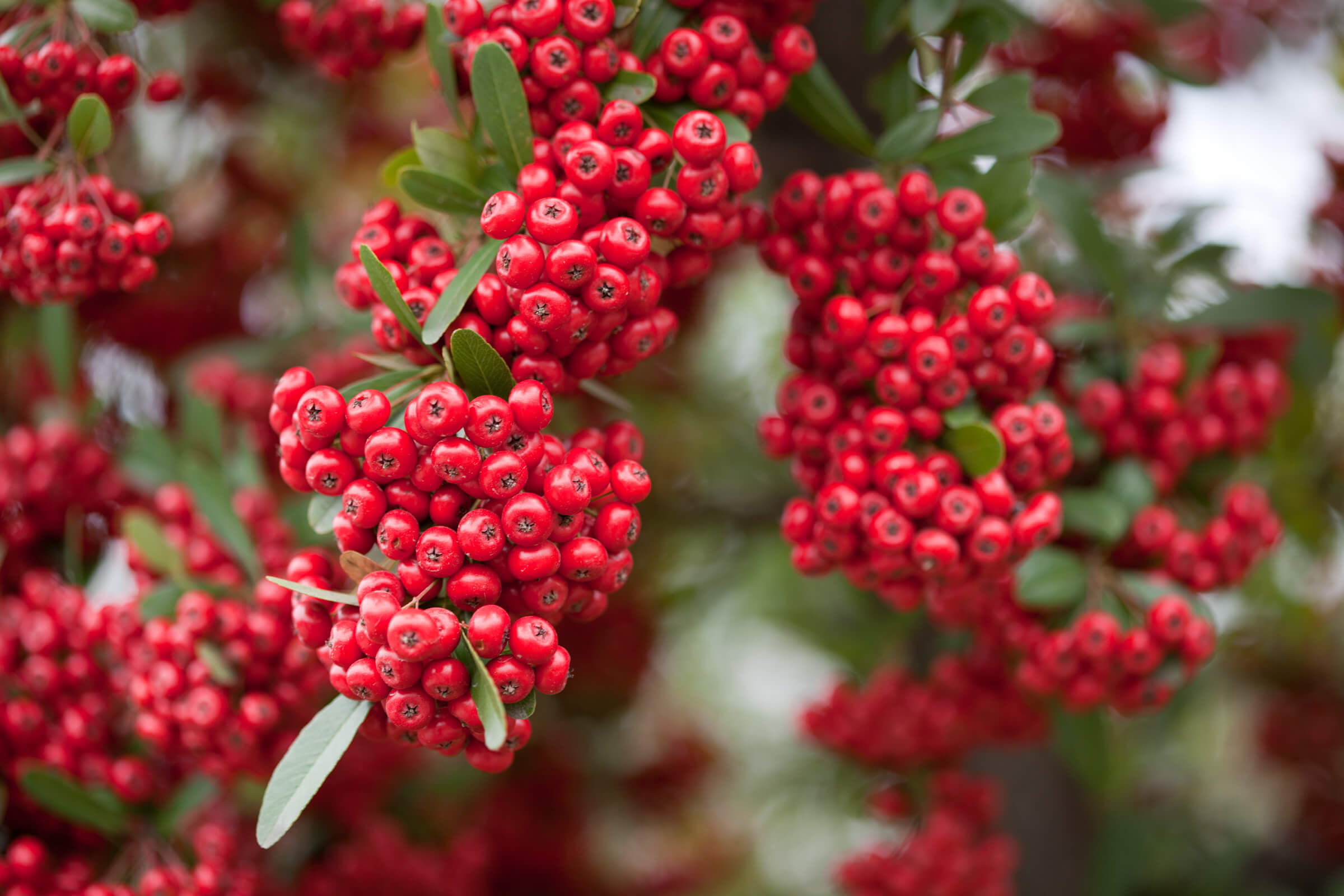 pyracantha berries