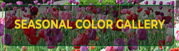 Seasonal Color Gallery