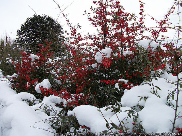 pyracantha in snow