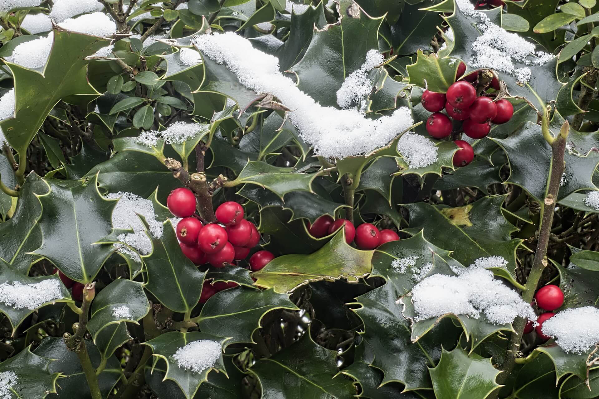 American holly with snow