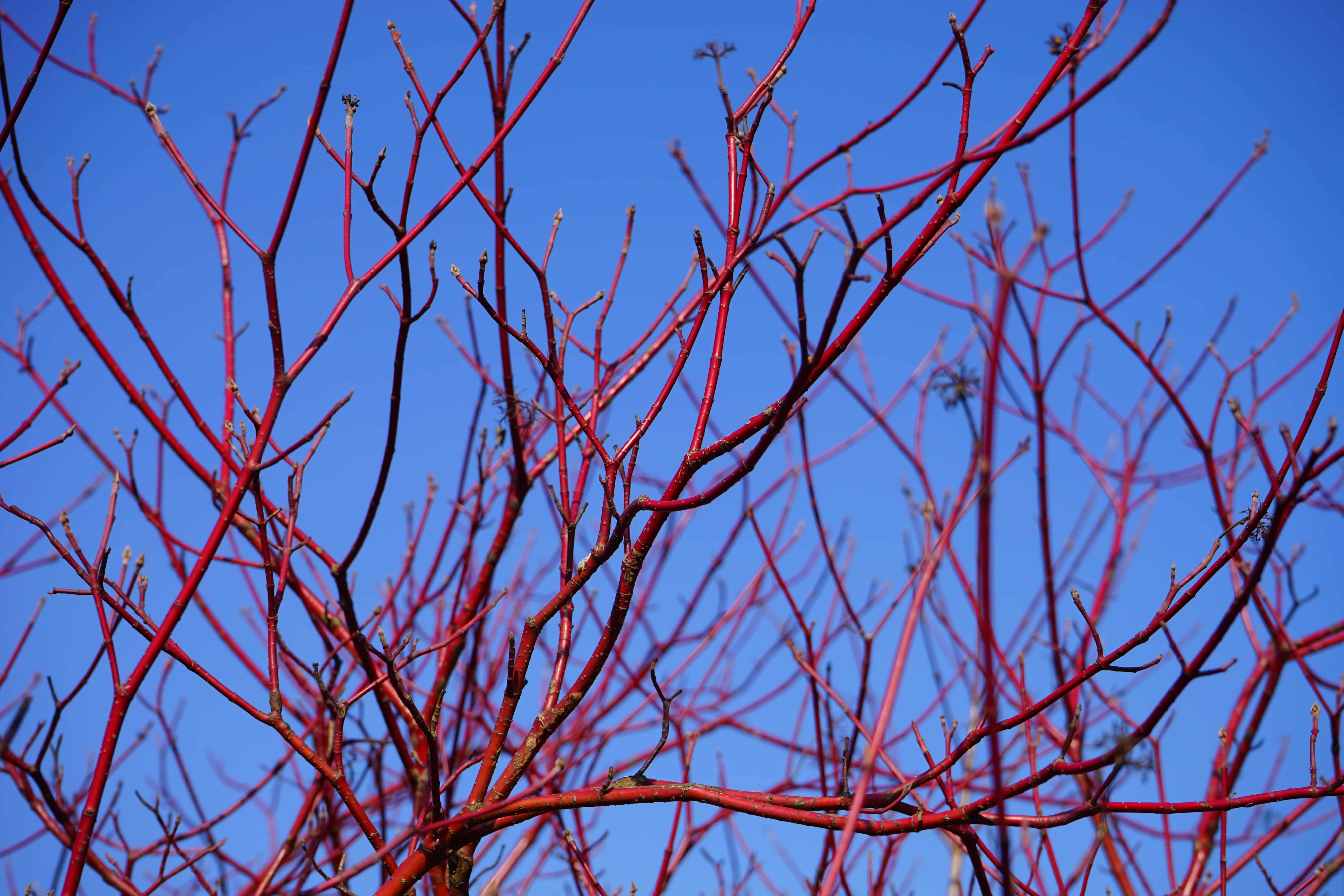 red twig dogwood against blue sky