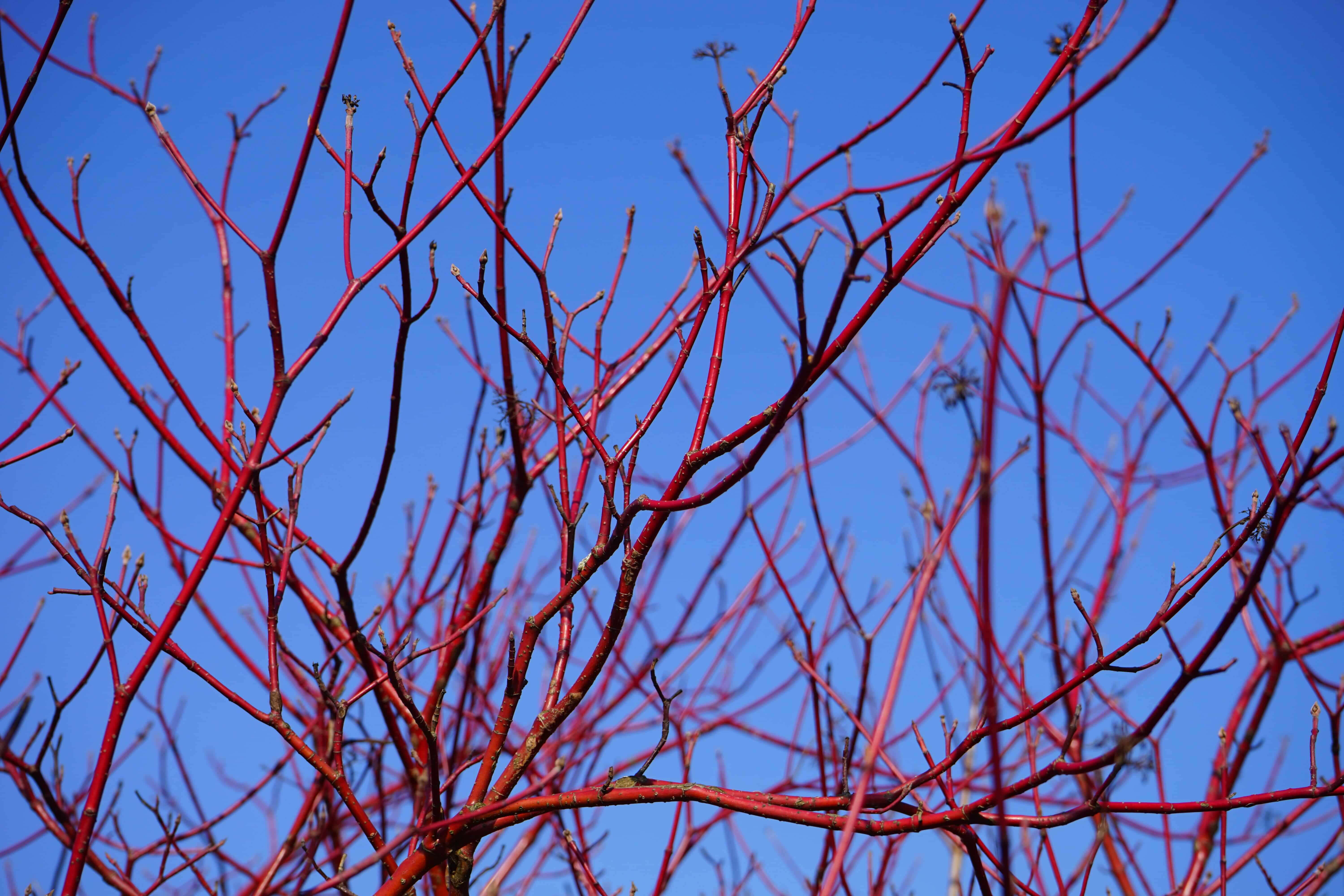 red twig dogwood against blue sky