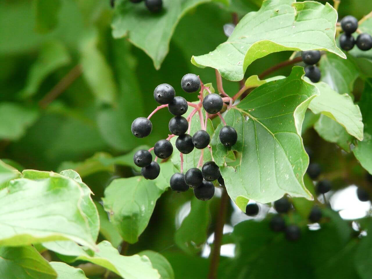 red twig dogwood berries